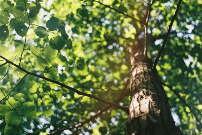 Responsabilité sociétale et Développement durable